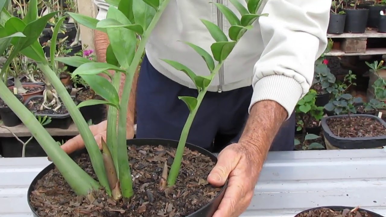 Coisas que devem ser evitadas nas zamioculcas