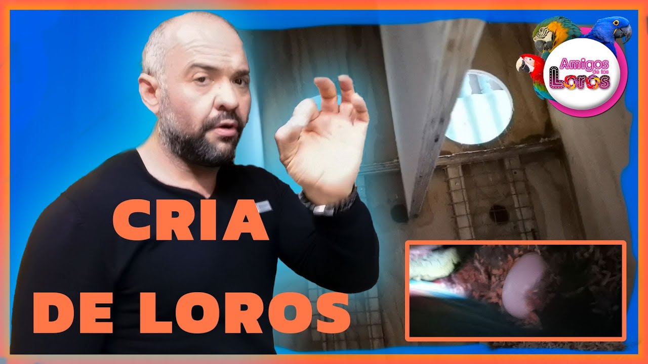 👉Cría de loros 🦜Nido, Aviario.