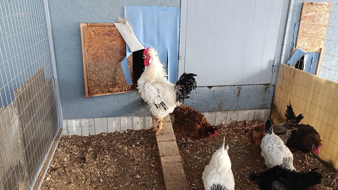 Первая весенняя прогулка.😀👍🐔