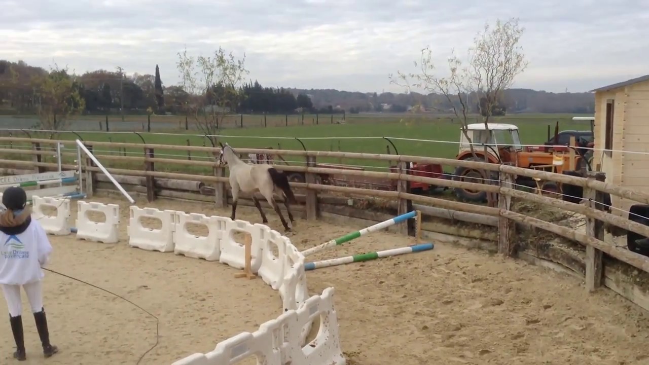GALOP DU TRICASTIN : Concours CSO, Présentation et Vente de chevaux (Décembre 2016)