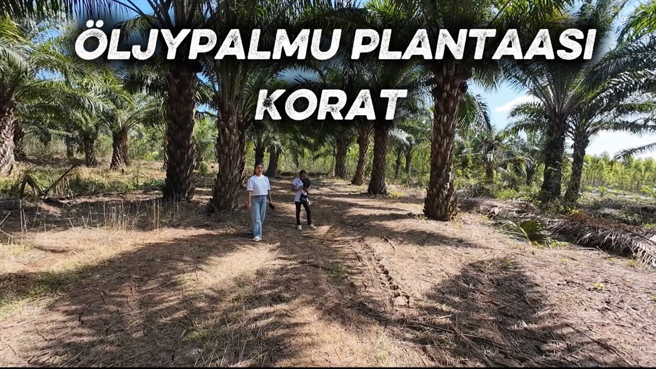 Palmuöljy plantaasi, kiva uimaranta. 