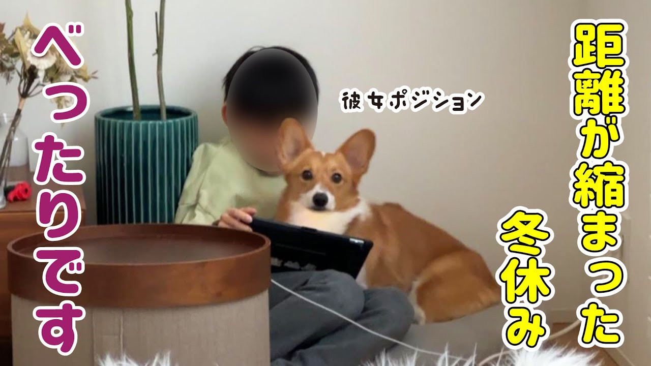 冬休みが終わり、1年生の帰宅が待ち遠しいコーギー