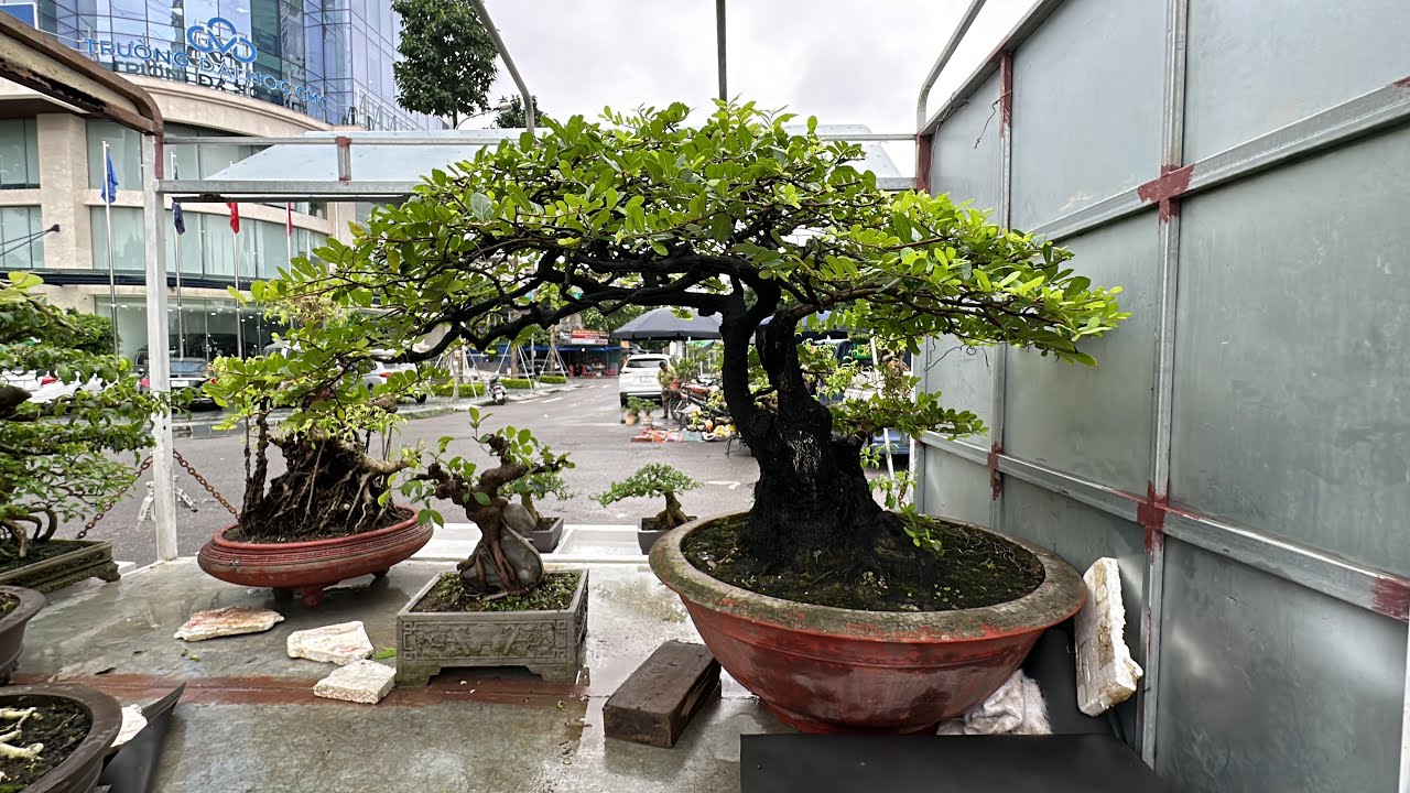 ÚI XỜI, KHÁCH KẾT LẮM RỒI, CÂY CẨM THỊ NÀY ĐẸP QUÁ GIÁ 10 TRIỆU