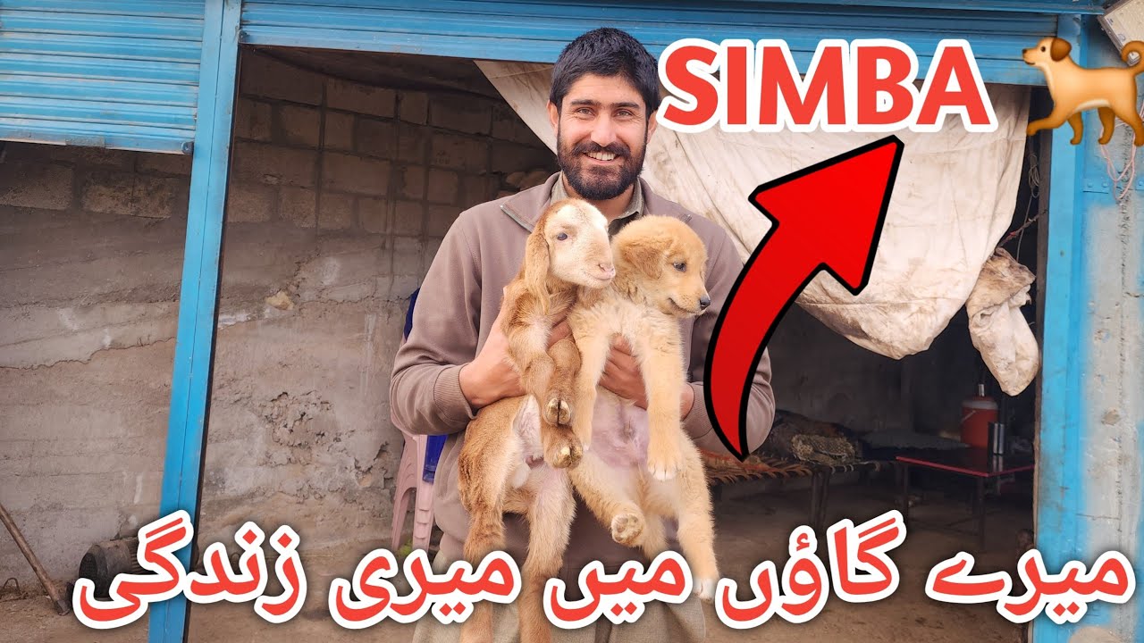 My new lamb and doggy simba || Life in village of kashmir #villagelife 