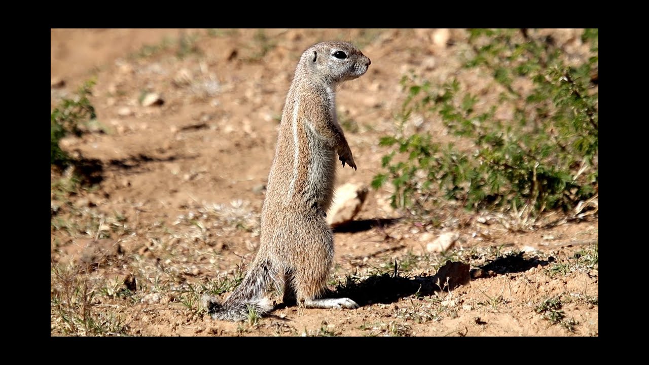 Mafikeng Game Reserve - North West Parks South Africa