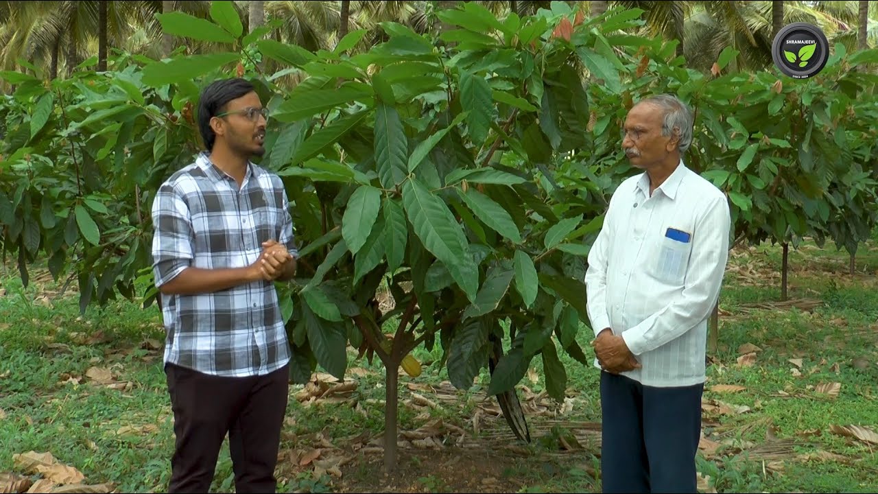 ಸ್ಥಳಾವಕಾಶದ ಸದ್ಬಳಕೆಗೆ ತೆಂಗಿನಲ್ಲಿ ಕೋಕೋ - ಯೋಗಾನಂದ ಆರ್|Cocoa  intercrop in Coconut for space utilization