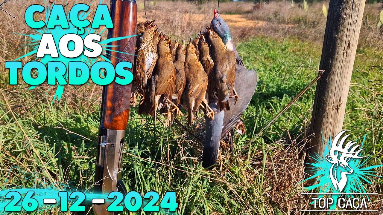 CAÇA AOS TORDOS 26-12-2024