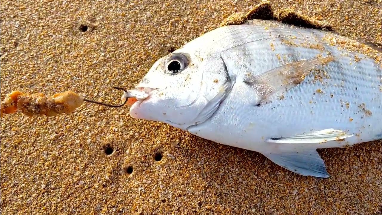 نفس المصيد ونفس الحصيلة الحمد لله #fishingvideo #fishing #الشرغو #رمضان 