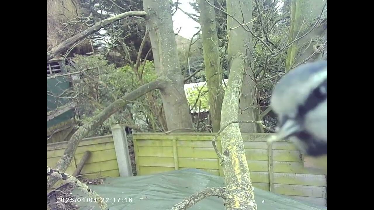 couple of days recording from the garden wild bird feeder