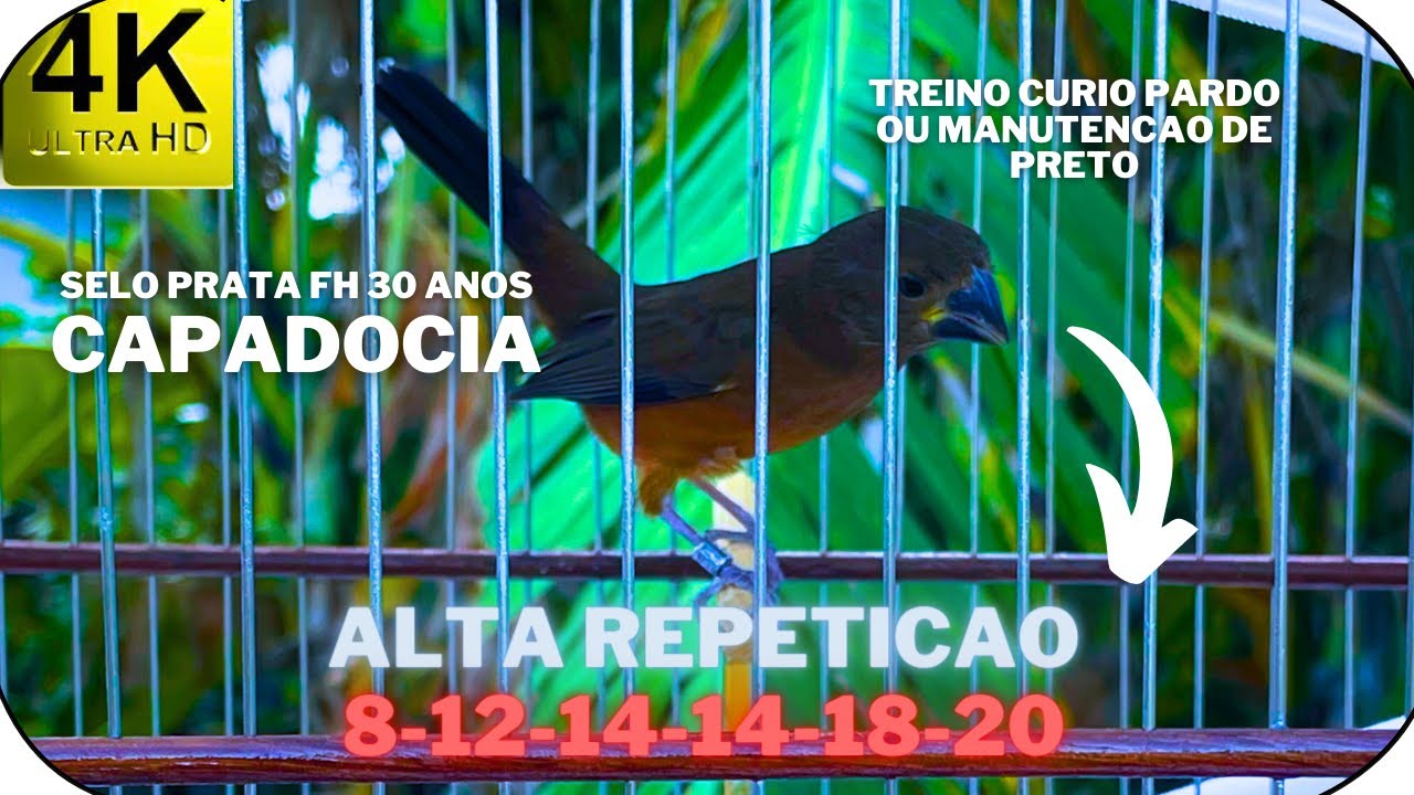 10X40 SELO PRATA FH 30 ANOS COM REPETICAO | 8-12-14-14-18-20 REPETICOES