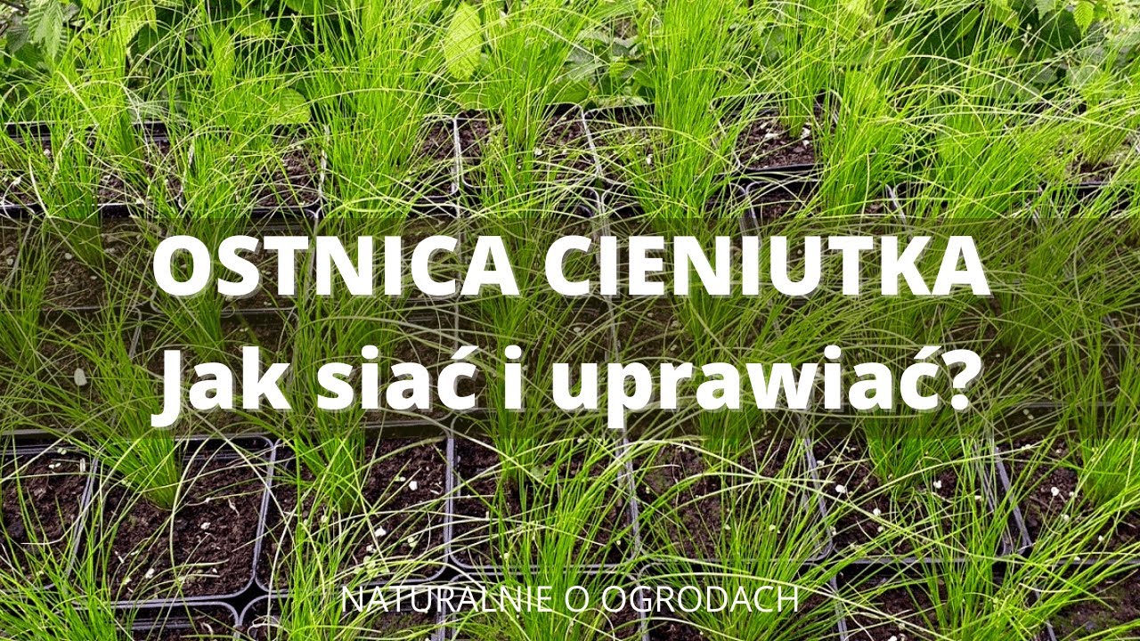 Ostnica cieniutka. Jak siać i uprawiać ostnicę?