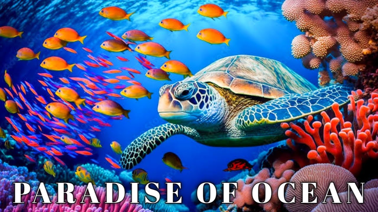 RAJA AMPAT - Paradise of Ocean || Under the Sea Documentary