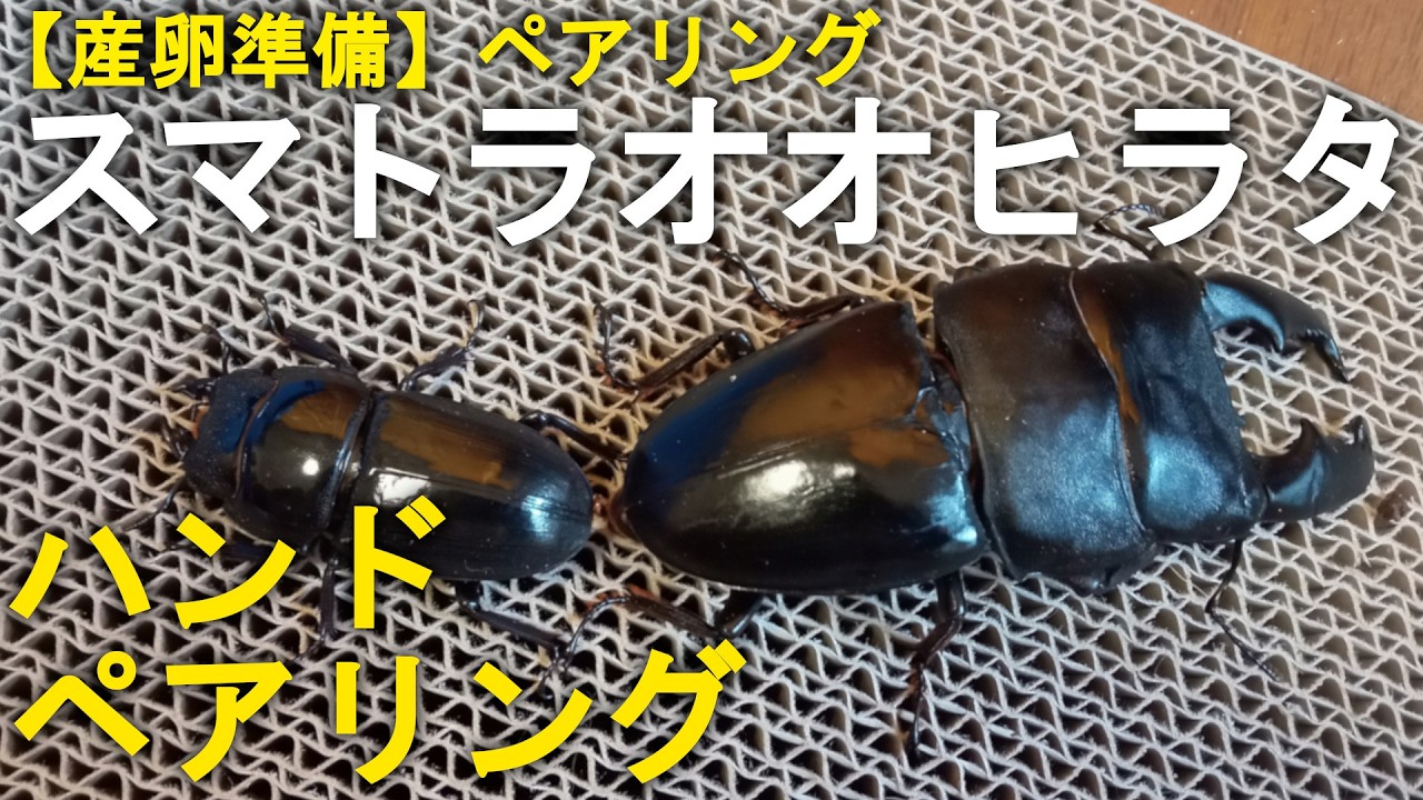 【産卵準備】スマトラオオヒラタクワガタのハンドペアリング【方法・まとめ】