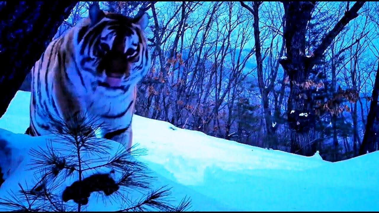 Realm of the Siberian Tiger – Secret Life in the Russian Taiga! #38