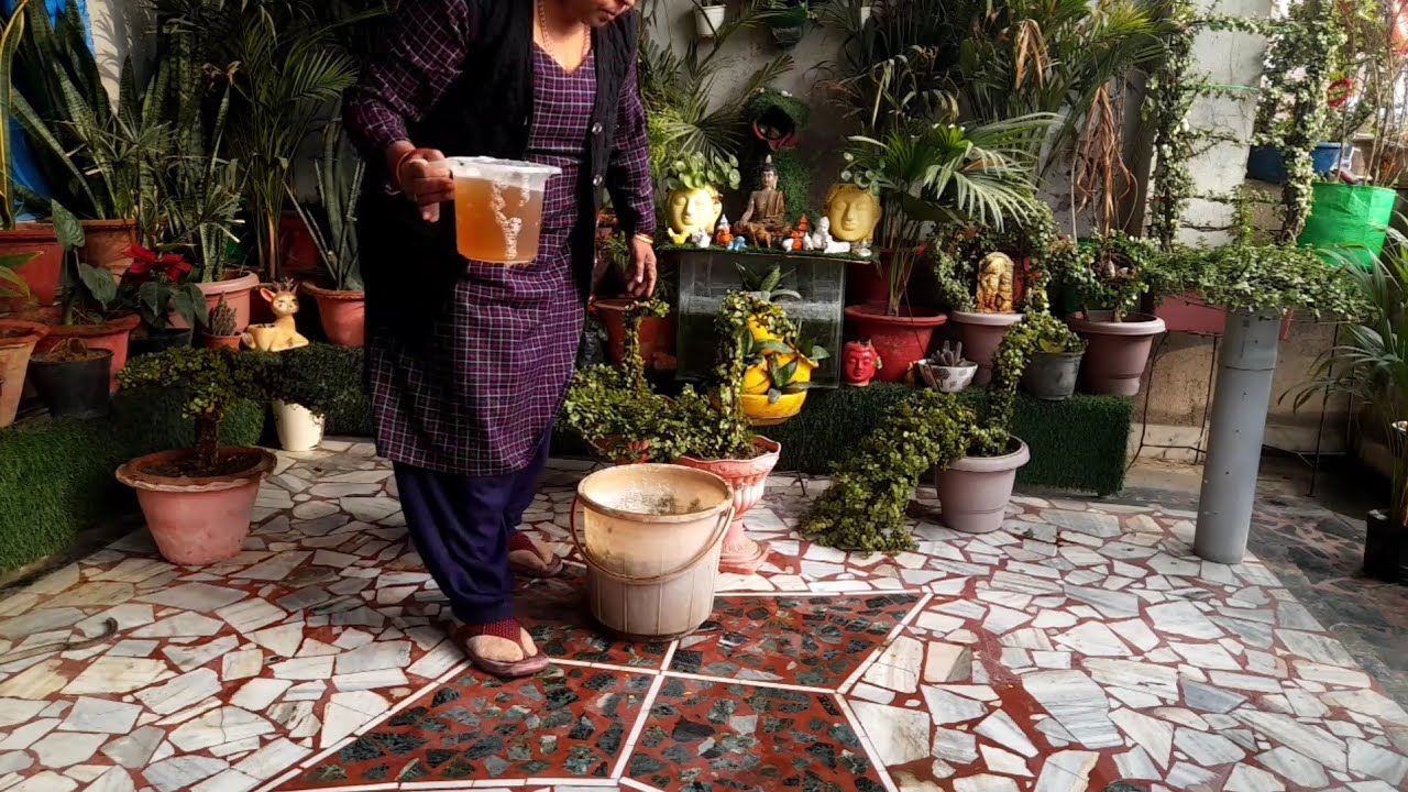 10 रूपये की काफी लेकर आएं और इसतरह  जेड प्लांट में डालें फिर ग्रोथ देखो #maacreativekitchengarden