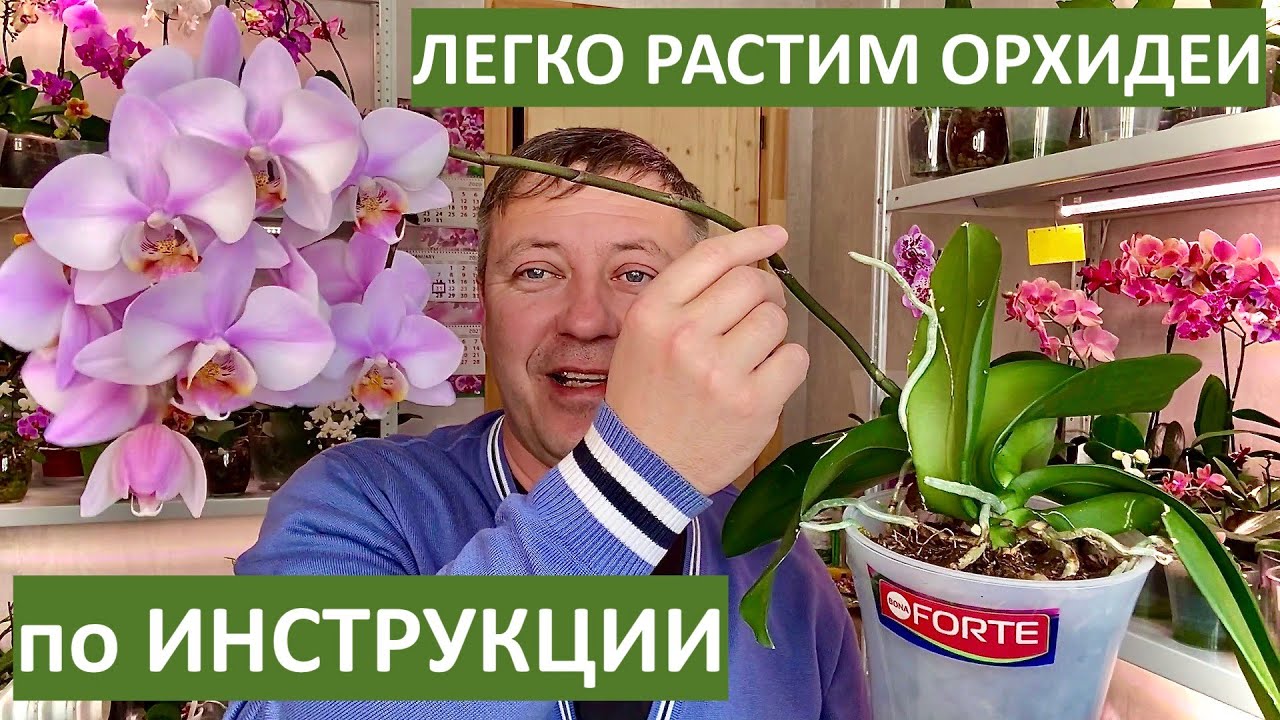 ОРХИДЕИ РАСТИМ ЛЕГКО по ИНСТРУКЦИИ и как влияет СТРЕСС на орхидеи