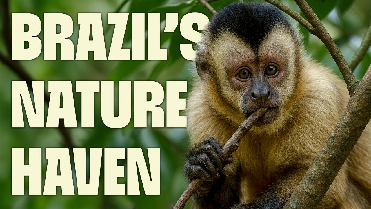 Pantanal: World&rsquo;s Largest Wetland | FULL DOCUMENTARY | Wildest Latin America | @UltimateNatureDocs