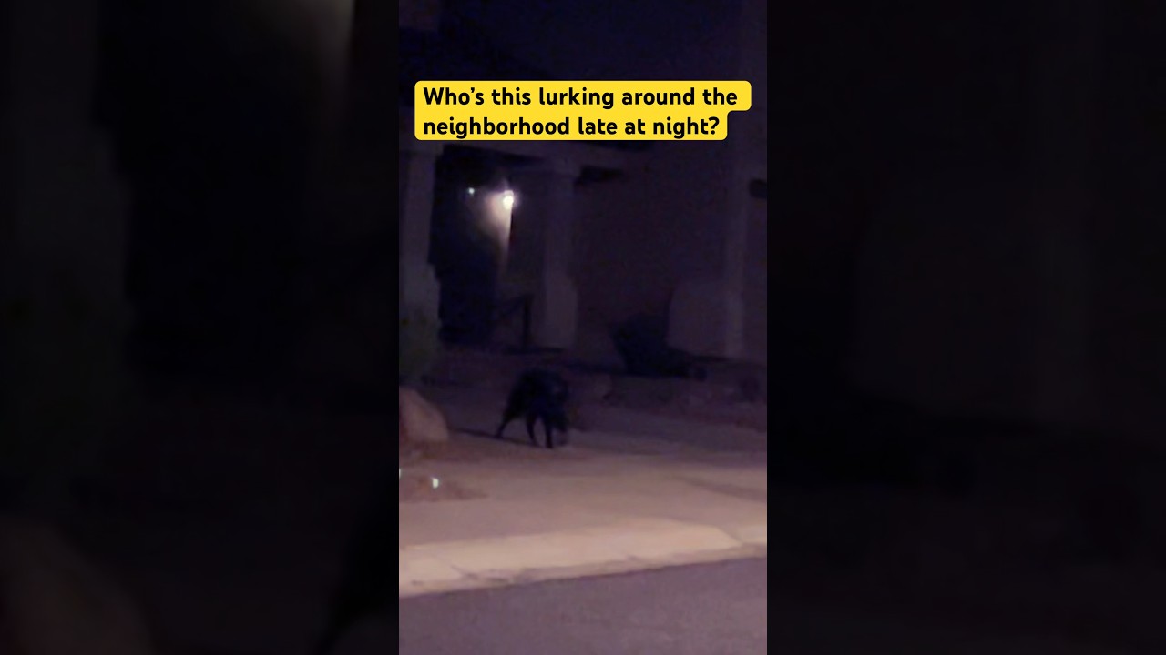 An unexpected visitor is lurking around our neighborhood at late night. #unexpectedvisitor #javelina