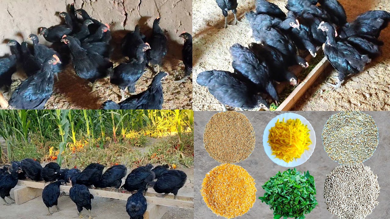 The daily feeding process of chicks / Qora shaxzoda jojalari