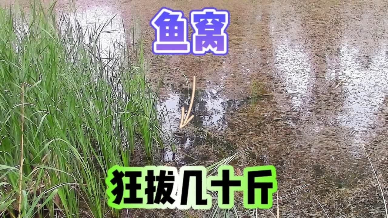 蒲草边鱼真多下面鲫鱼成群结队，两个草洞狂拔几十斤，逆天鱼情 #原来钓鱼才是抖音运动顶流 #2024dou来钓鱼 #钓鱼的乐趣只有钓鱼人懂 #一锅烩鲫鱼底窝料 #传统钓
