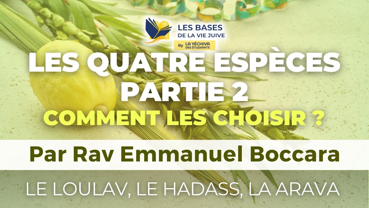 Les quatre espèces, partie 2, comment les choisir ? Le Loulav, le Hadass, la Arava