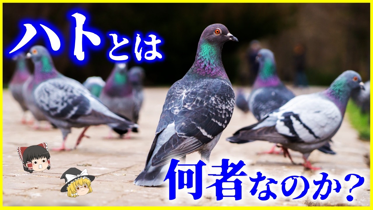 【ゆっくり解説】都市で増え続ける理由…「鳩（ハト）」とは何者なのか？を解説/鳩の進化のルーツと帰巣本能の正体