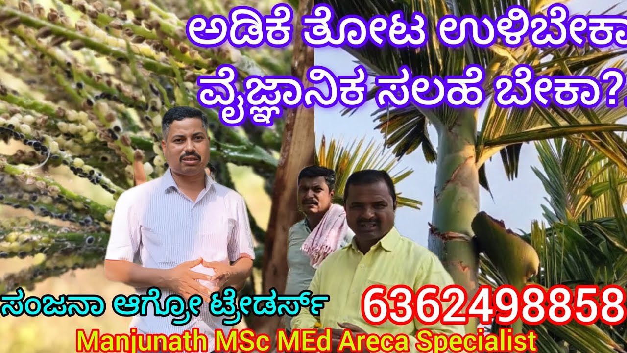 ಅಡಿಕೆ ಹಿಂಗಾರ ಜಿಗಿ ರೋಗ & ಹ್ಯಾಡ ಕಟ್ ಹತೋಟಿ ಕ್ರಮಗಳು/Areca sucking pest leaves cut @sanjana31agro 