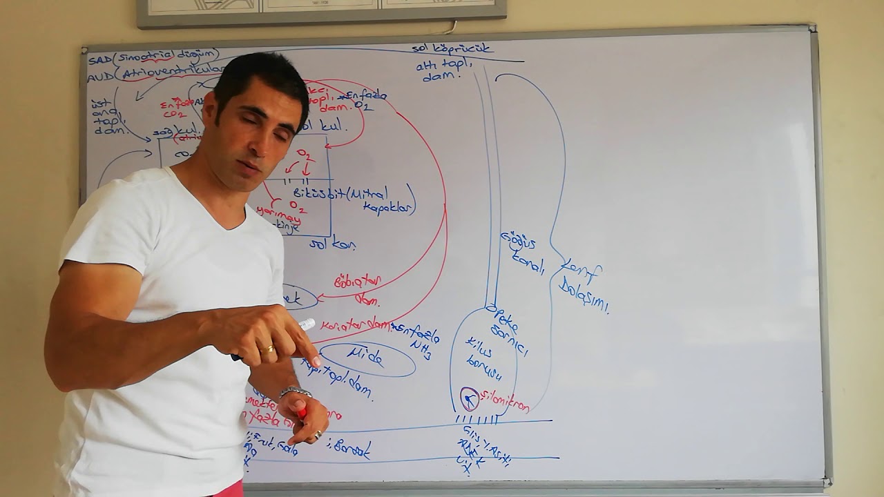 Dolaşım sistemi
