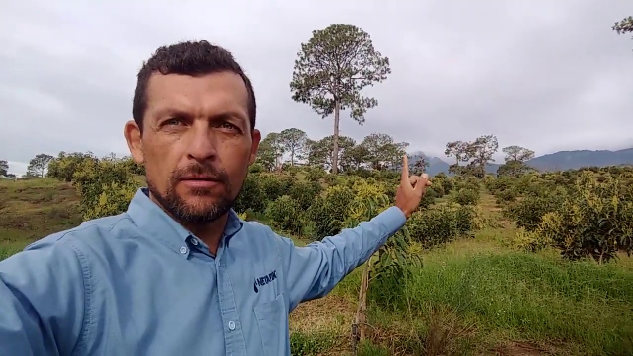 Netafim Aguacate riego con microaspersor autocompensado