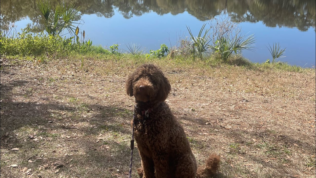 Coco Chanel | Goldendoodle | Park
