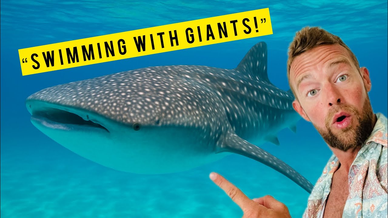Swimming with Whale Sharks — They Were Bigger Than I Expected