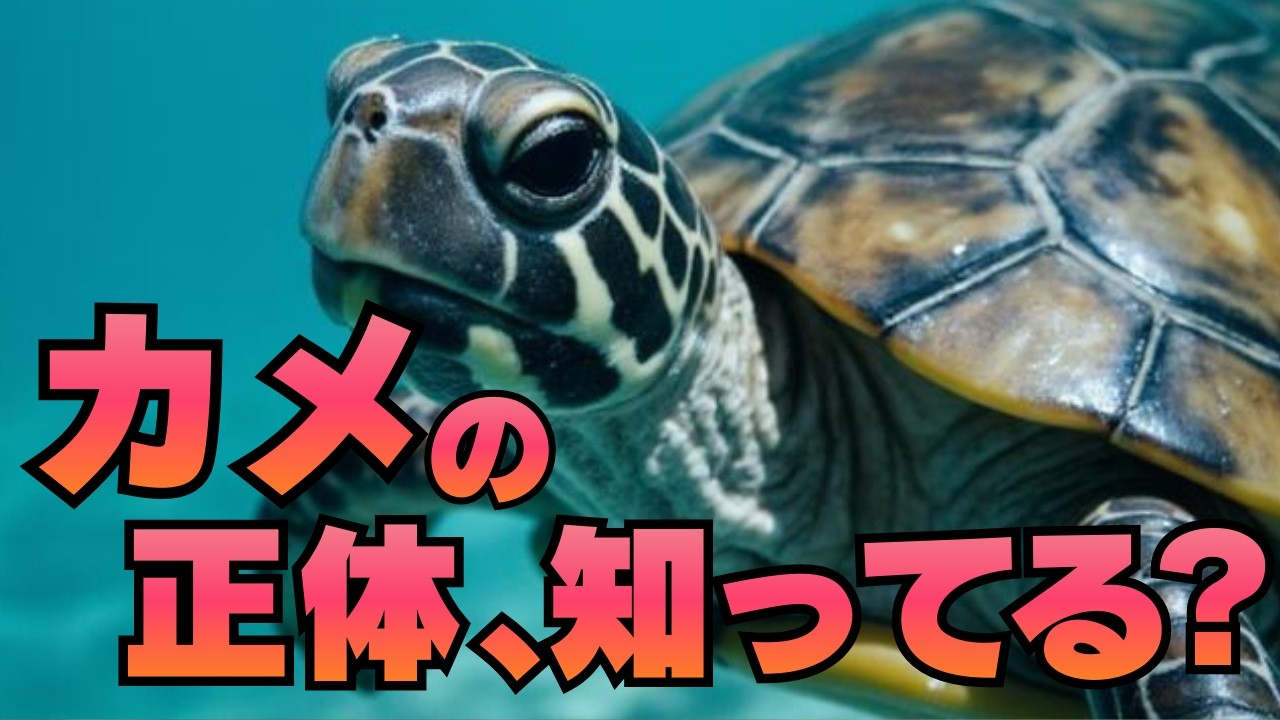 【決定版】カメの深淵なる世界：のんびり屋が隠し持つ「超人（超亀）的」能力のすべて