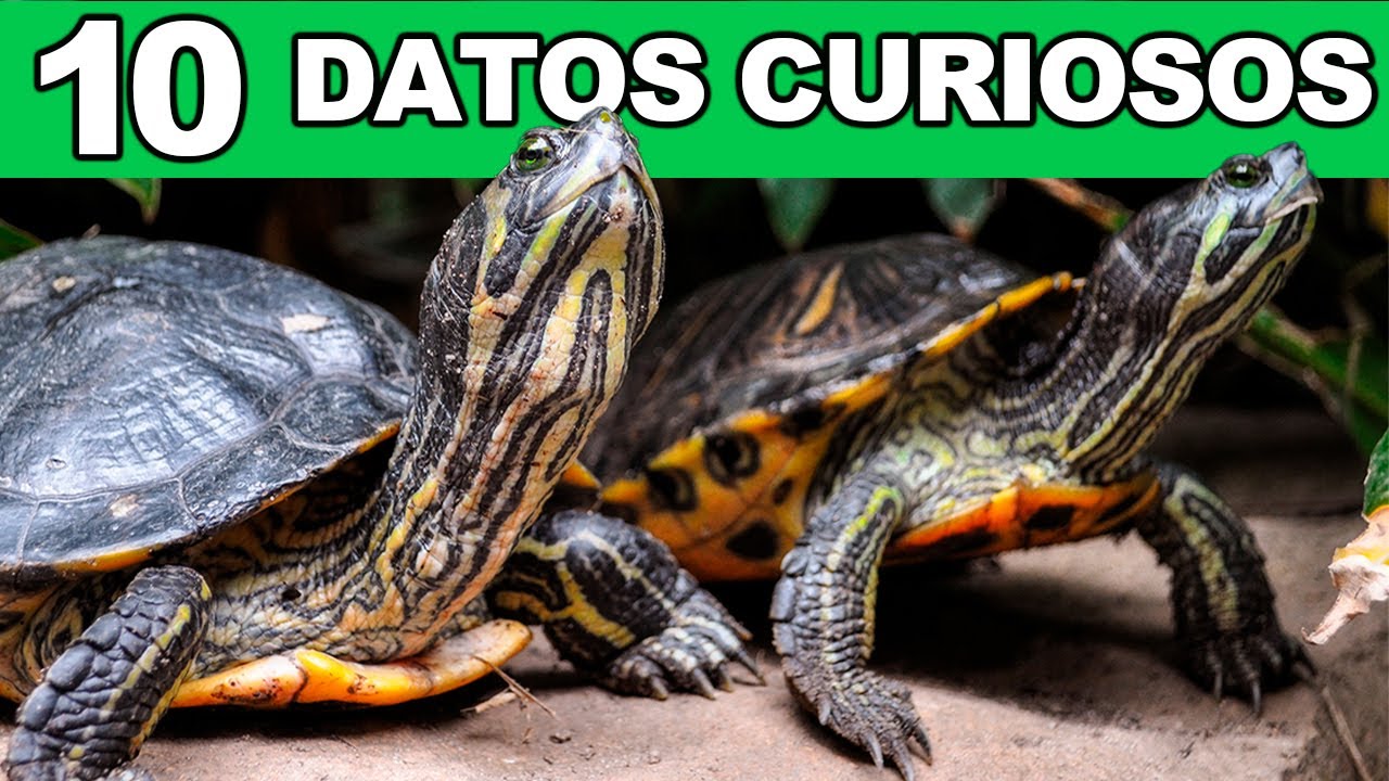 10 COSAS QUE NO SABÍAS SOBRE TORTUGAS