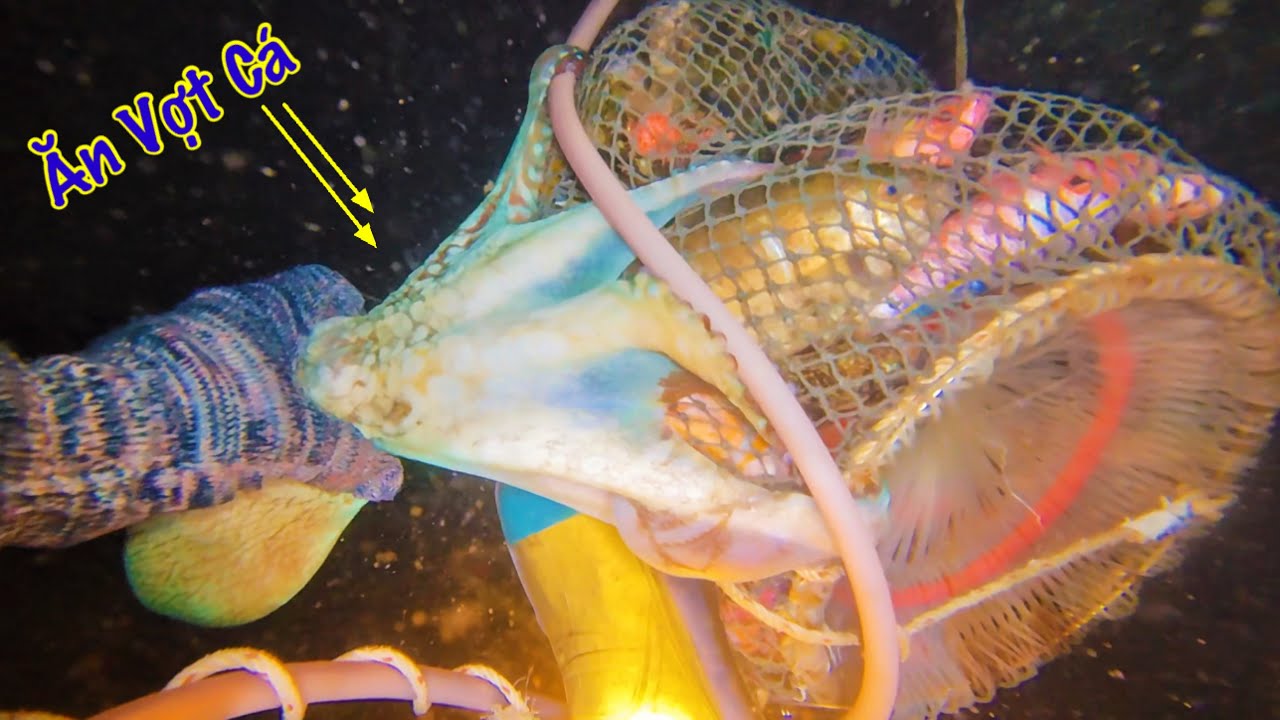 Vô Mánh Hơn 1000 Con Nhum Thợ Lặn Không Bắt Nữa Vì Thương Lái Không Mua Nhiều