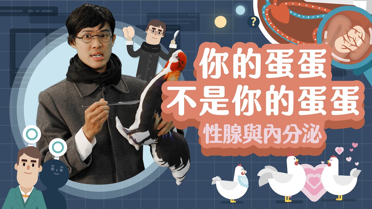 影響身體發育的秘密！雞與蛋的大冒險！【LIS科學史】（貝特霍爾德－性腺與內分泌）
