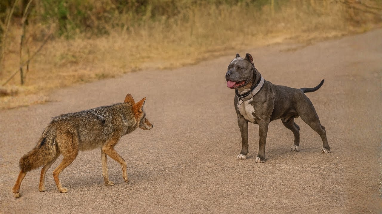 When a coyote enters dangerous territory... Look what the pit bull did to it!