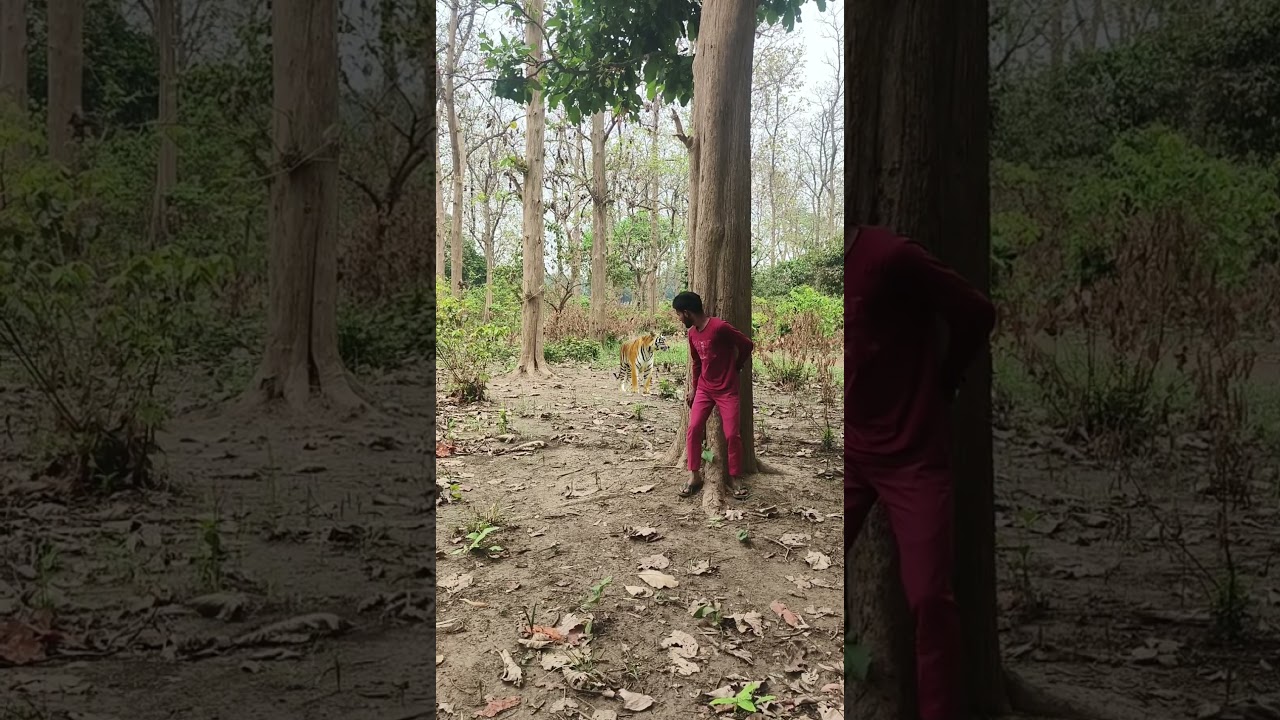 hide catching lion deep hard boy seeking on the tree #rahasya2m #trending #short