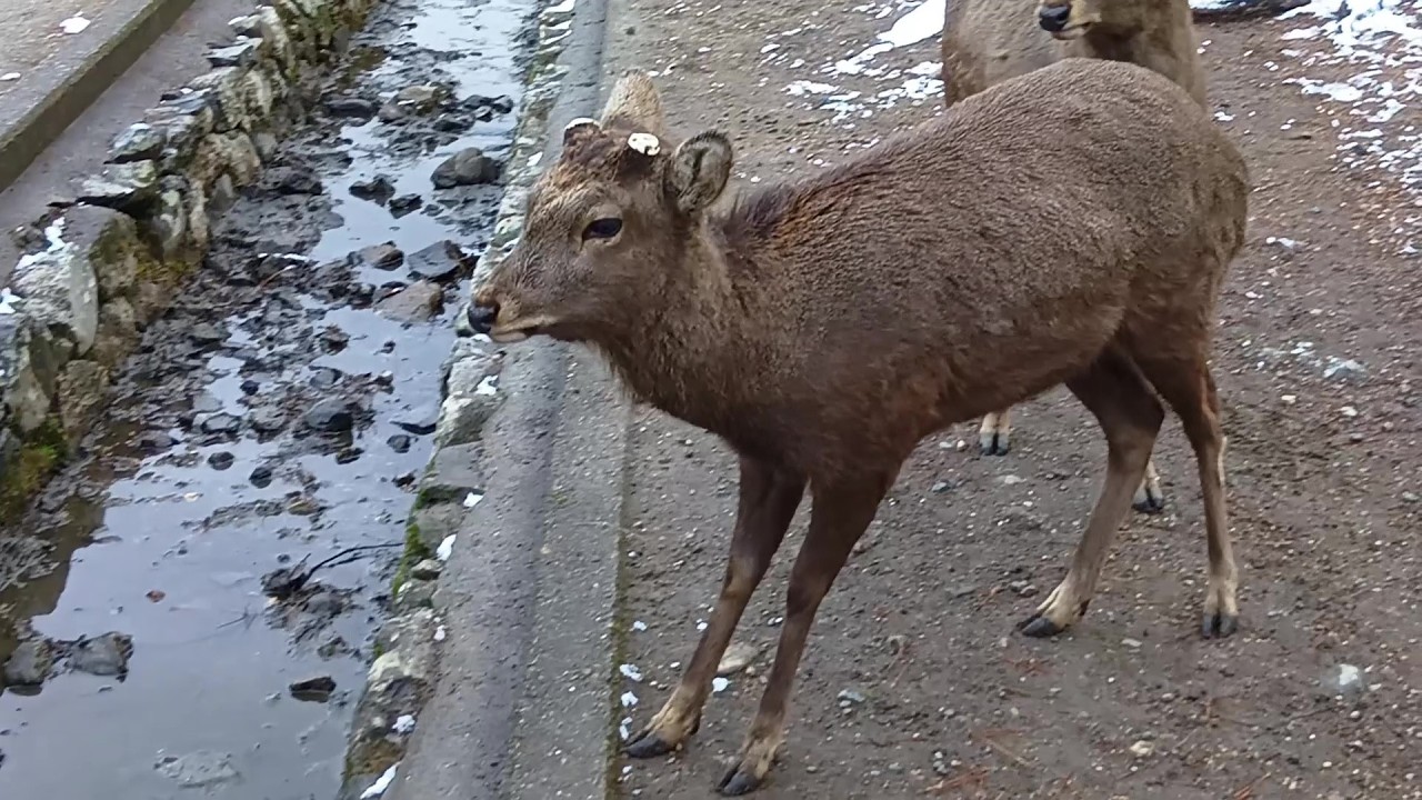 Deer of Nara Park #216 奈良公園の鹿さん