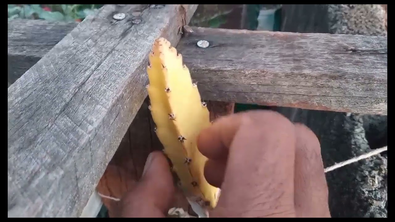 pé de pepino carregado.. e Rosas do deserto fantástica..cuidados com pitayas no inverno