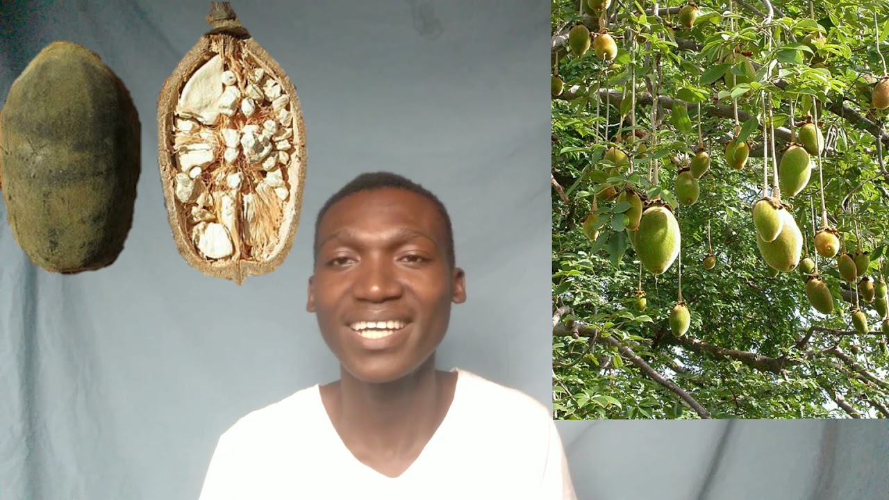 Conhecendo o Embondeiro ou Baobá a arvore Africana||Contos e Tradições Africana