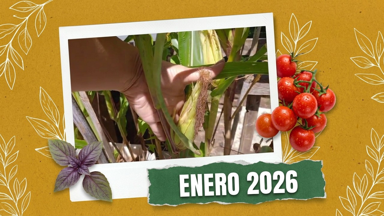Mi HUERTA en ENERO 2026 | Vida que crece bajo el sol.😎 #24 .