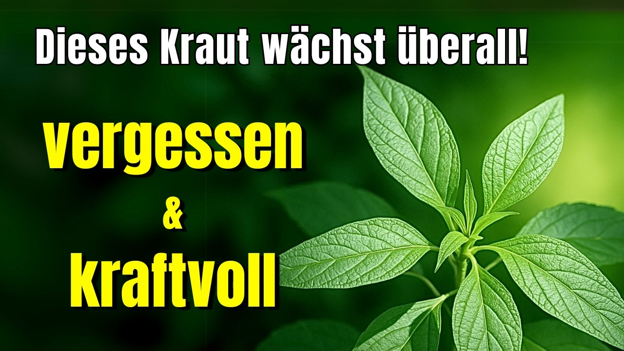 Diese vergessene Pflanze wächst überall – und kaum jemand weiß, wie wertvoll sie ist