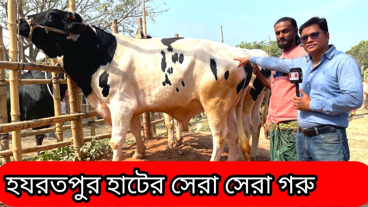আজকে হযরতপুর হাটের সেরা সেরা গুরুর কালেকশন ও দাম দর সম্পর্কে বিস্তারিত জানবো৷ 🐂🔥