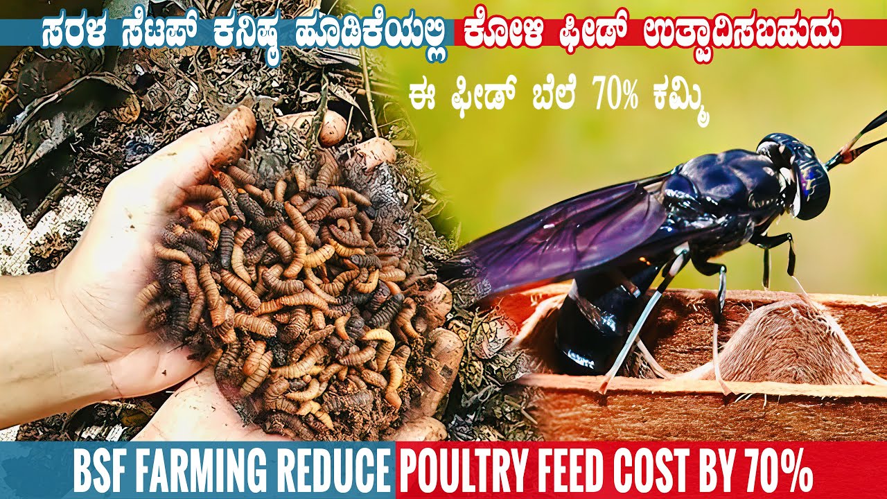 Start Black Soldier Fly (BSF) Farming To Reduce Poultry Feed Cost | BSF Farm near Hassan Karnataka