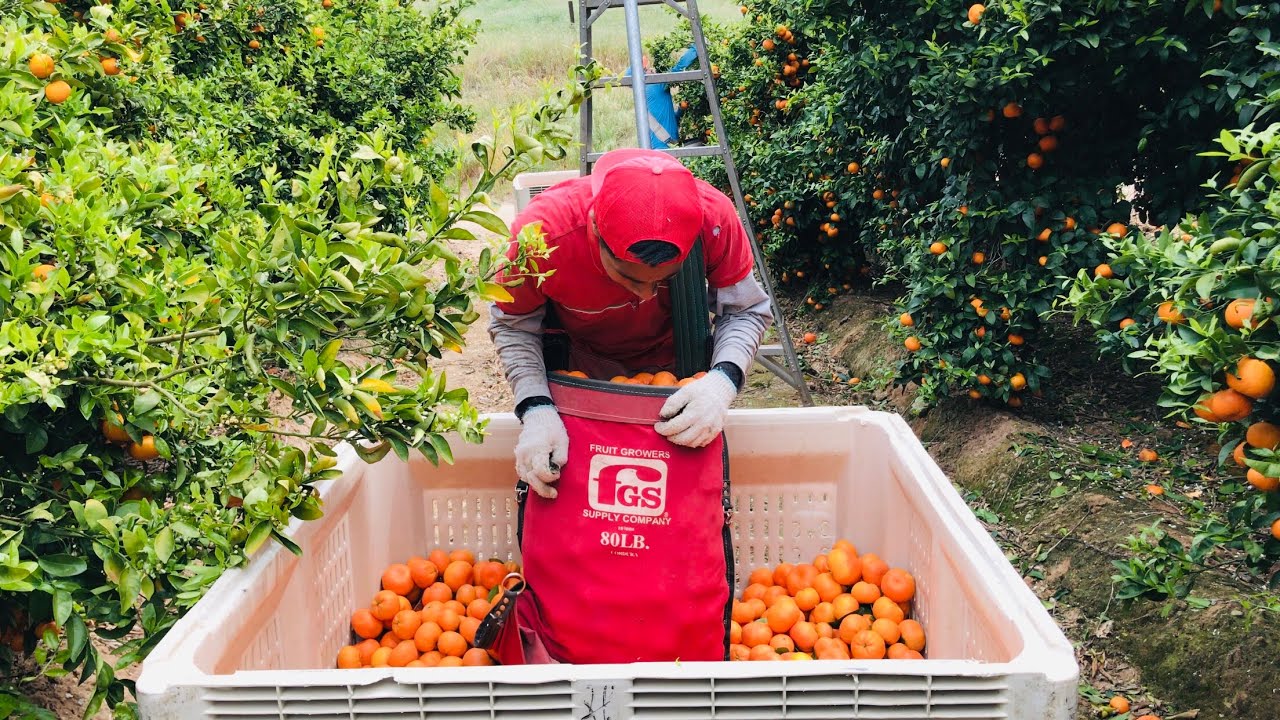 Pisca de Mandarina Por Contrato en California / AMAZING FRUIT HARVEST