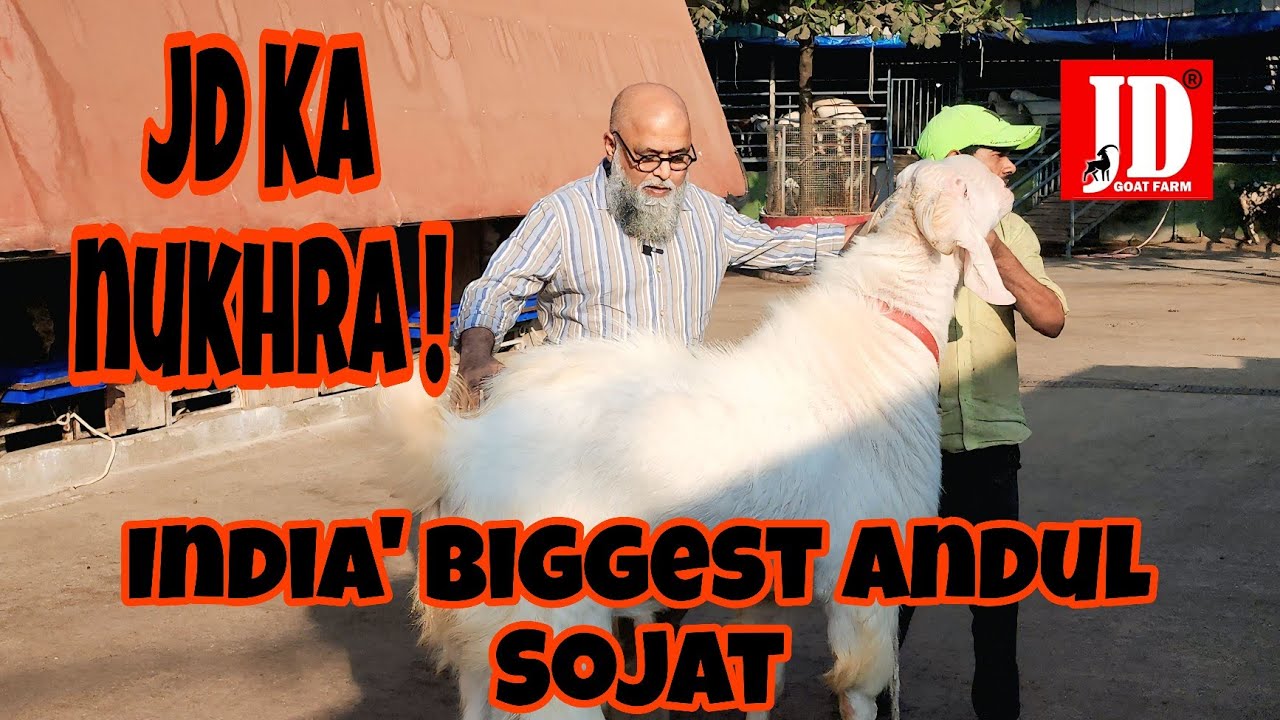 INDIA'S BIGGEST ANDUL SOJAT ! JD Goat Farm