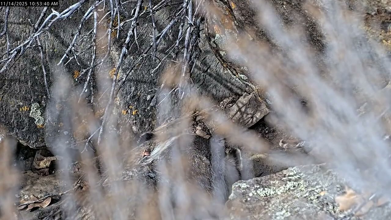 Badger eats baby rattlesnake!