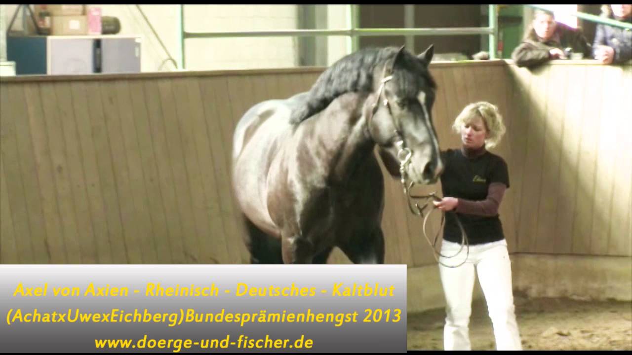 Video Axel von Axien - Rheinisch - Deutsches - Kaltblut