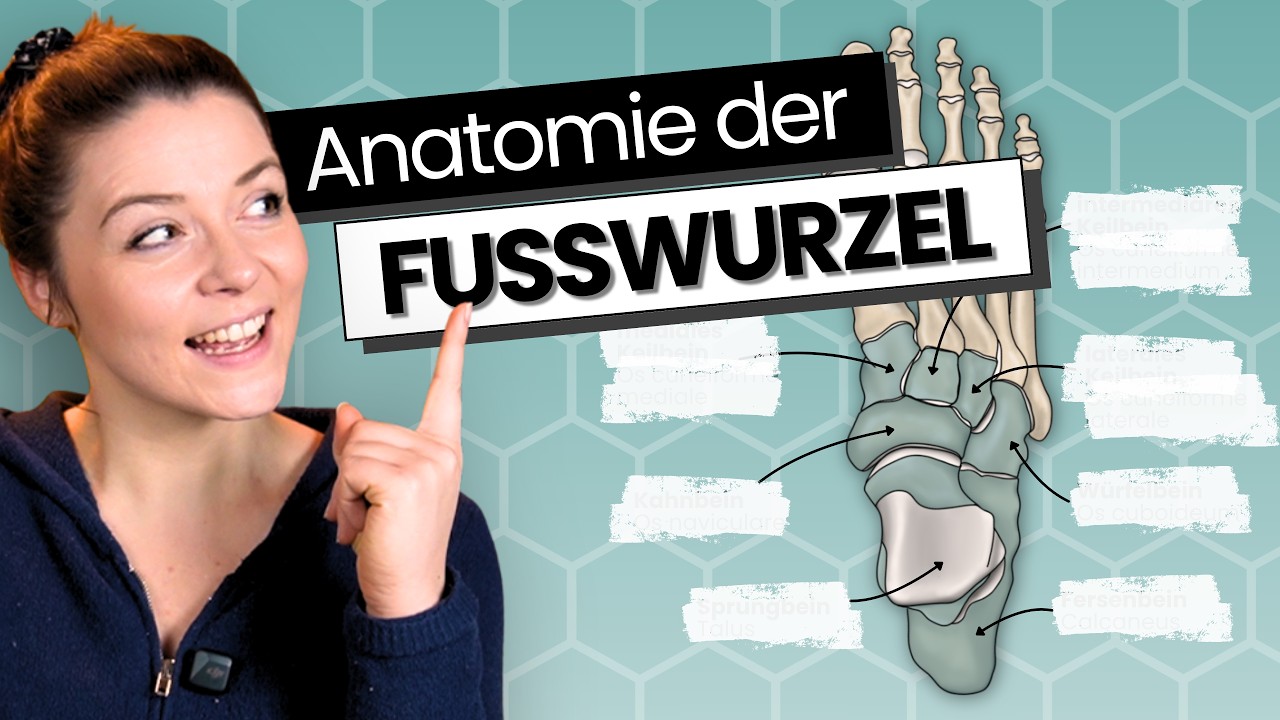 Anatomie der Fu&szlig;wurzelknochen einfach erkl&auml;rt | Tarsalknochen verstehen & merken