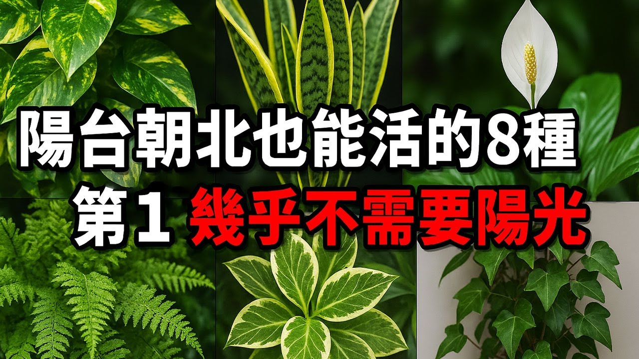 🌿陽台朝北也能活的8種植物，第1名幾乎不需要陽光！ | 北向陽台植物 | 陰暗處綠植 | 不需日照推薦 | 光線不足也能養 | 居家極陰角落 | 超耐陰植物 | 北面陽台救星 | 綠植生存力